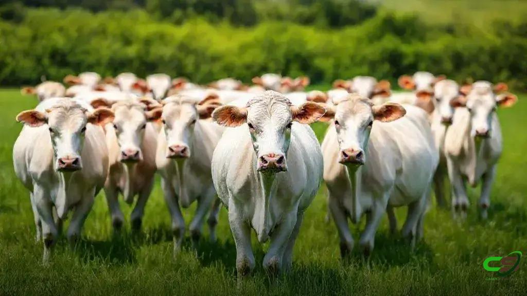 Ciclo Pecuário: qual estratégia lidera lucros entre cria, recria e engorda?