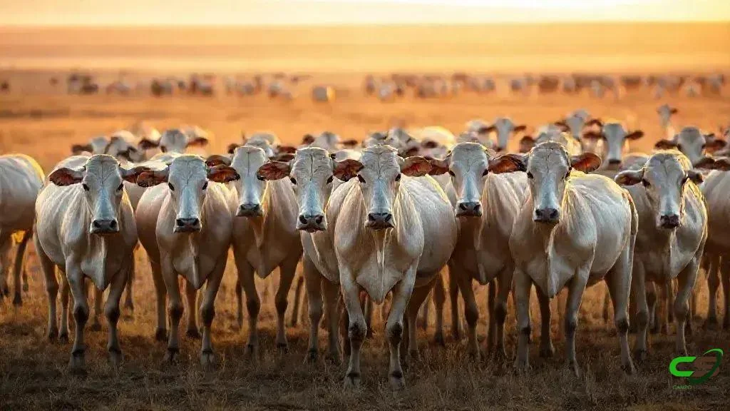 Comunicação eficiente no agronegócio: rádios PTT para produtividade e custos