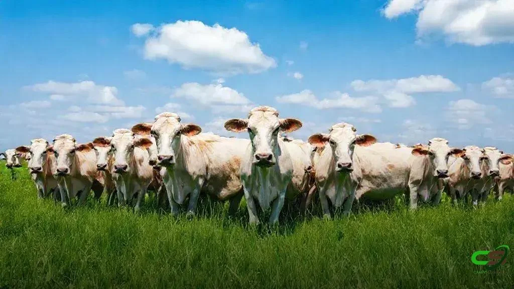 Conaffa aprova diretrizes de segurança na fiscalização agropecuária