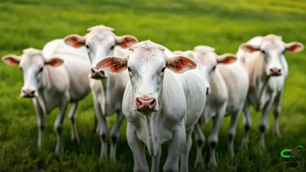 Confinamento bovino decola no Brasil com queda de grãos e boi valorizado