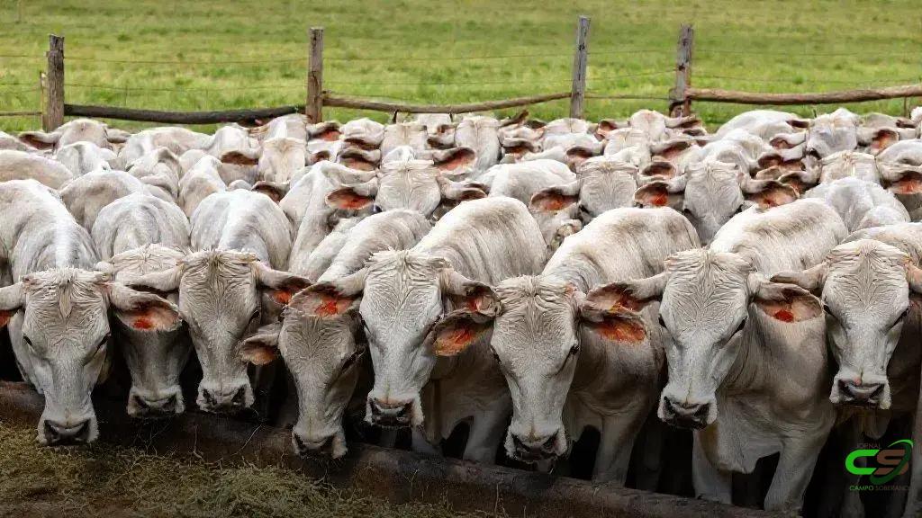 Confinamento no MT atinge recorde; Imea projeta 928,7 mil cabeças em 2025