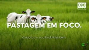 Conservação do solo para pastos produtivos: técnicas de estabelecimento