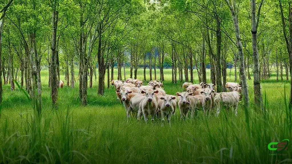 COP 30: CNA/SENAR debatem transparência na agricultura tropical