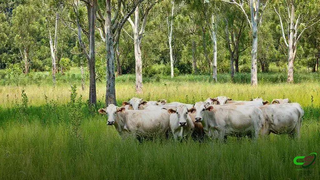 COP 30: RetifiCAR fortalece regularização ambiental de produtores rurais