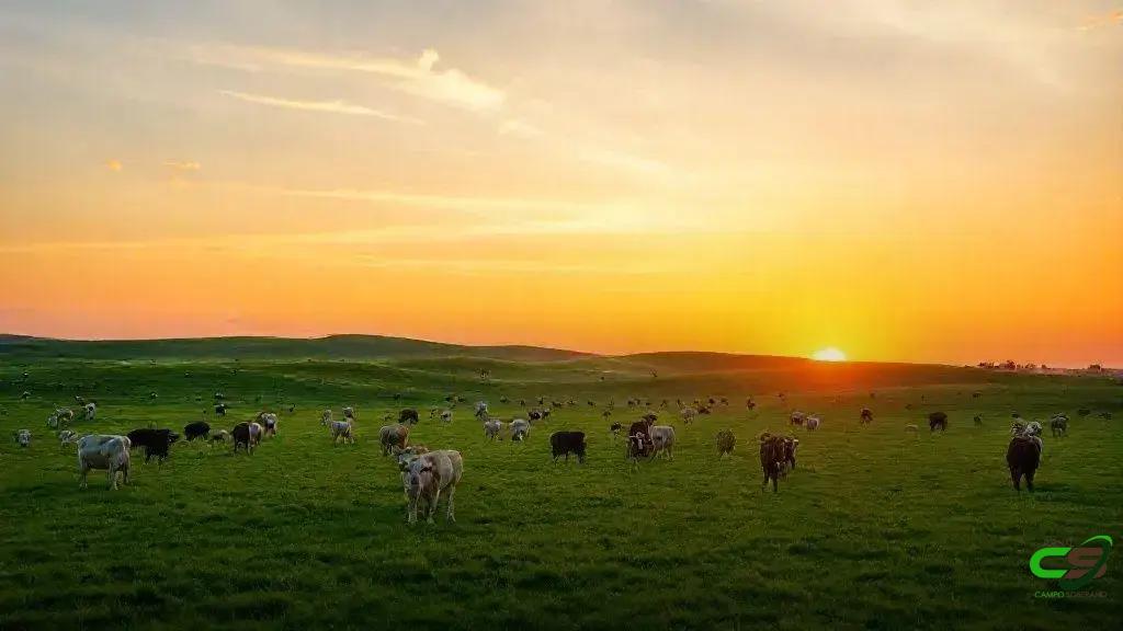 COP30: Clima afeta saúde animal e reforça defesa veterinária