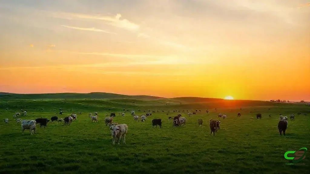 COP30: Clima afeta saúde animal e reforça defesa veterinária
