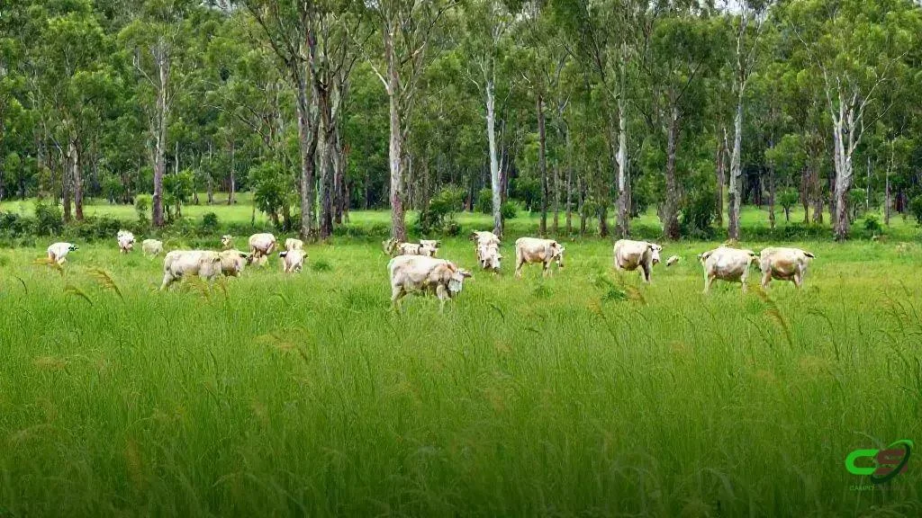 COP30: CNA/SENAR debatem adaptação justa no agro brasileiro