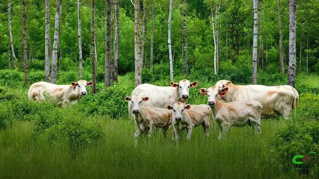 COP30: CNA/SENAR destaca agro sustentável na Belém com AgriZone e Blue Zone