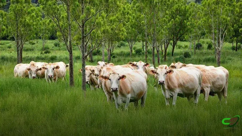 COP30: ILPF domina painel sobre Agricultura de Baixo Carbono na Agrizone