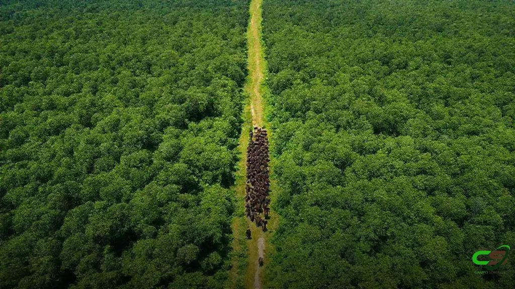 COP30: Pecuária de baixo carbono pode liderar; apontam reduções de até 92,6%