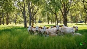 Crédito estruturado: sustento para o produtor enfrentar instabilidades climáticas
