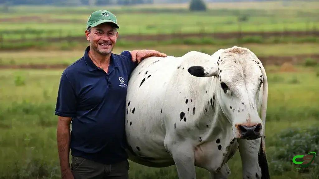 Curso de Morfologia Nelore: como escolher animais mais lucrativos