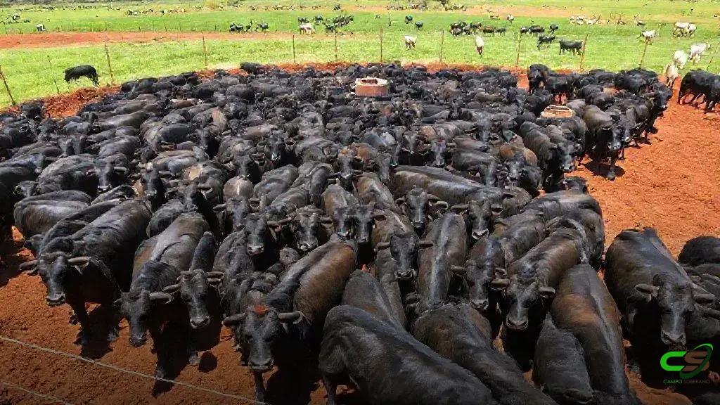 Descarbonização da pecuária: estudo aponta até 92% de emissões cortadas até 2050