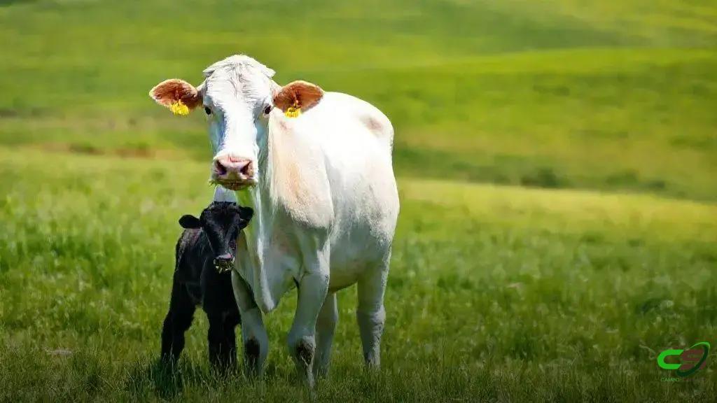 Educação no uso responsável de antimicrobianos combate a RAM