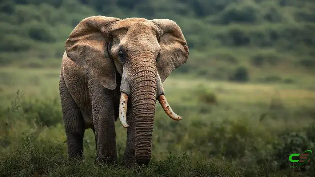 Embrapa Sequencia Genomas de Capim-Elefante em Colaboração Internacional