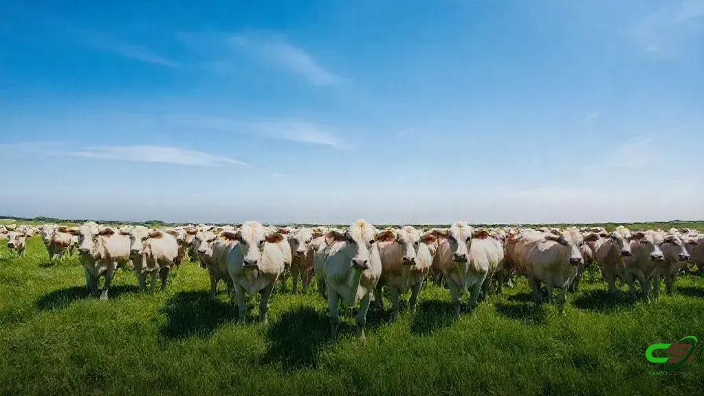 Emissões agropecuárias: Brasil estabiliza após cinco anos de altas