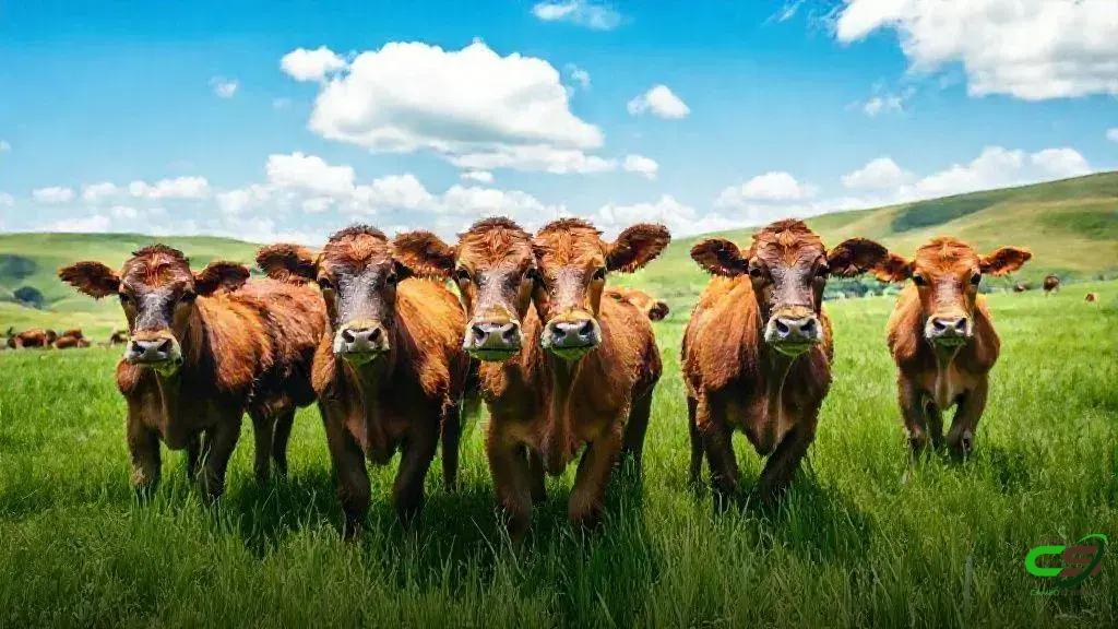 Estação de Monta: manejo reprodutivo essencial para a prenhez na pecuária de corte