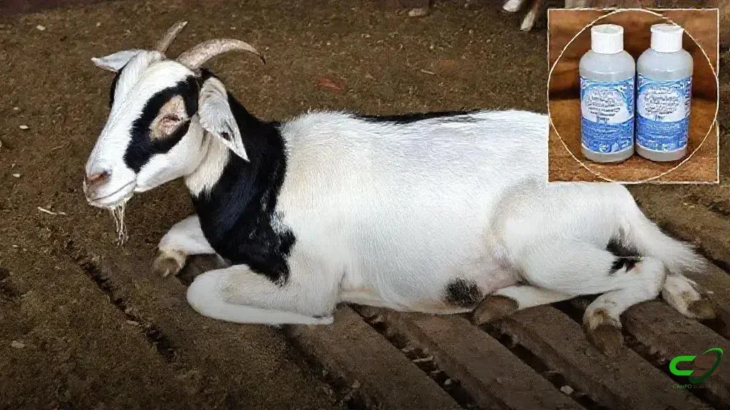 Excell 10: Dechra aponta falha de inativação como causa de mortes