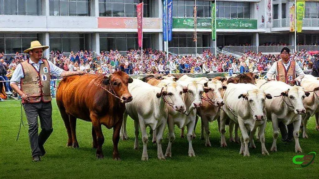 ExpoBrahman: Brahman brasileiro impressiona estrangeiros e consolida o Brasil.