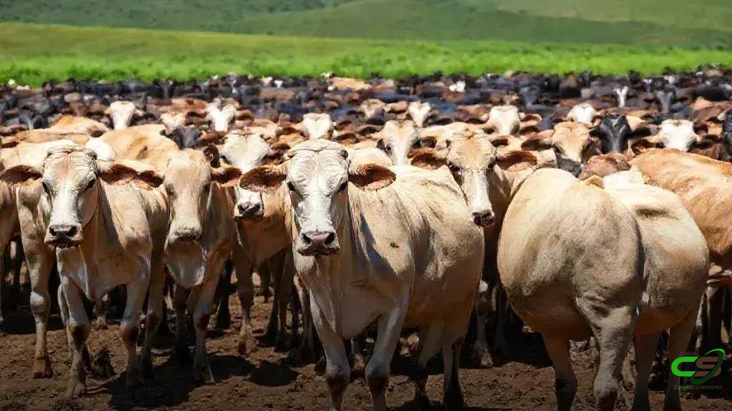 Genética bovina em foco: venda de sêmen cresce 11,7% no 3º trimestre de 2025