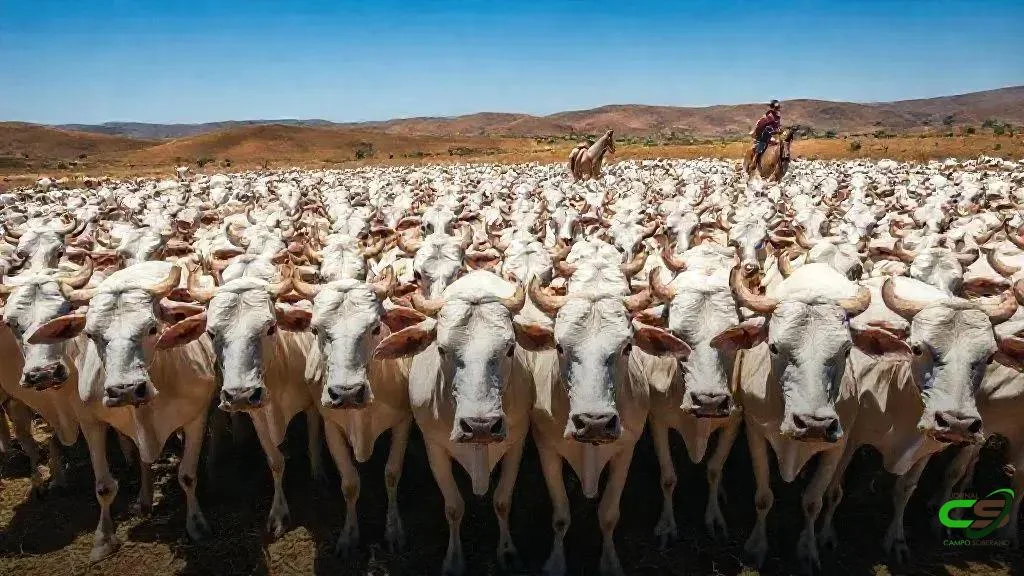 GlobalGen apresenta programa reprodutivo para novilhas com alta taxa de concepção