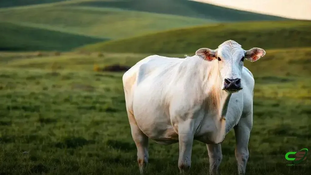 GS1 Brasil e Embrapa fortalecem rastreabilidade e padronização no agro