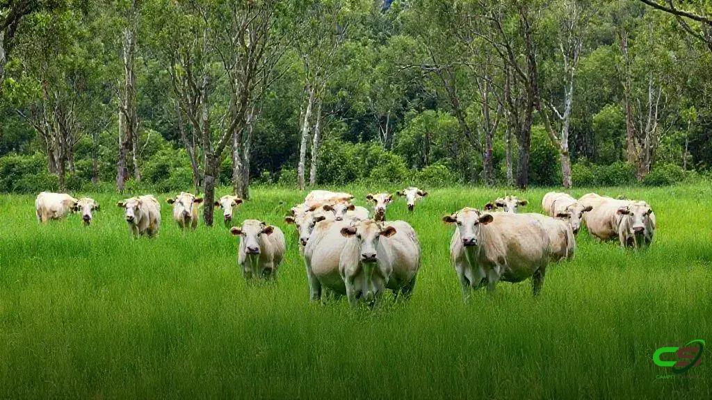 Harnessing AI in Education: Transforming Learning Experiences