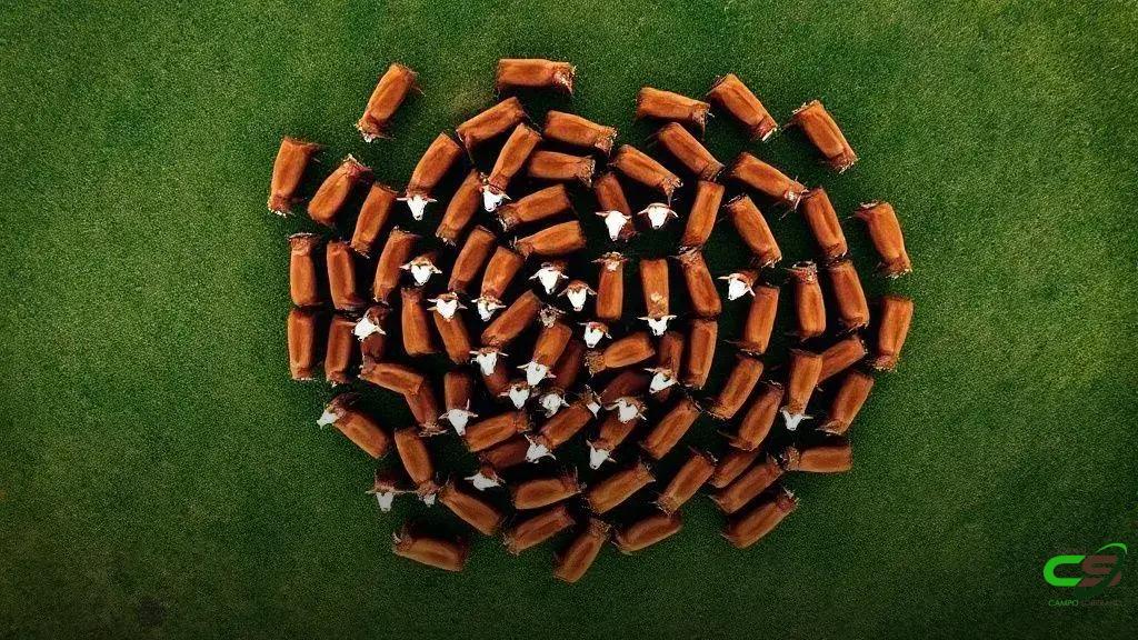 Hereford Braford alcançam 1 milhão de registros no Brasil