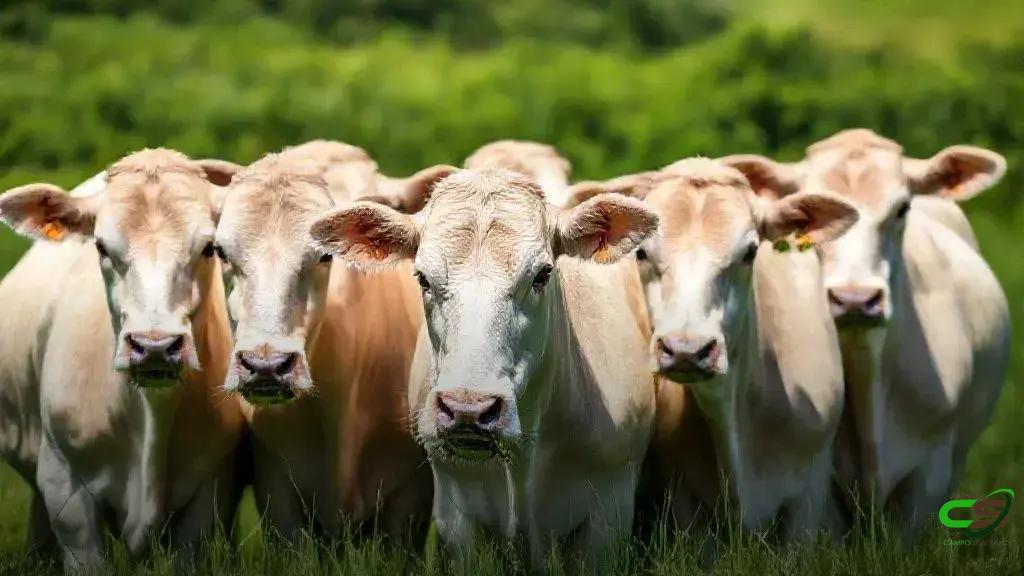 How to Structure an Effective AI Content Outline