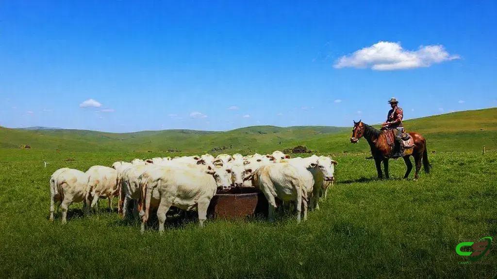 IBAMA exige regularidade ambiental de toda a fazenda para desembargo