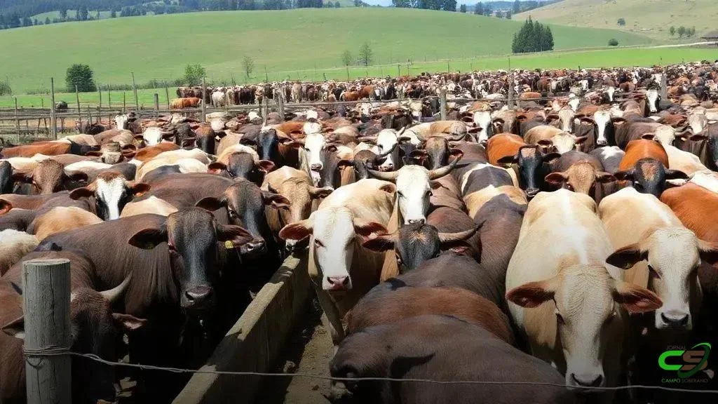 ICAP cai em agosto de 2025 com safra recorde; alívio nos custos de nutrição