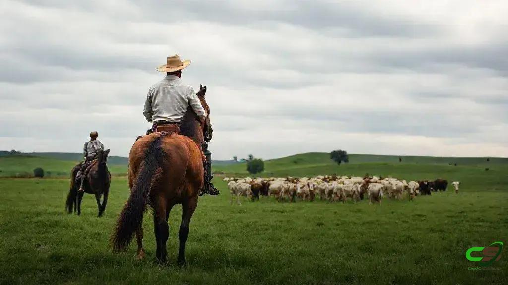ILP na Maragogipe: uma integração lavoura-pecuária que funciona