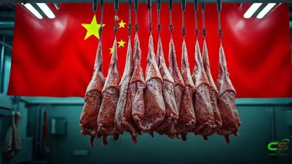 Investigação chinesa e exportações de carne bovina brasileira 2 Investigação chinesa e exportações de carne bovina brasileira