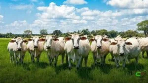 IZ promove XXXV Treinamento em diagnóstico e controle de brucelose e tuberculose