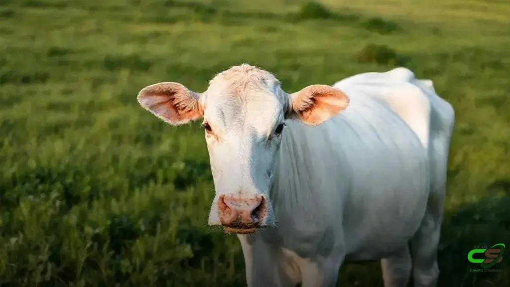 JBS Couros e VIVA anunciam fusão para liderar o couro global