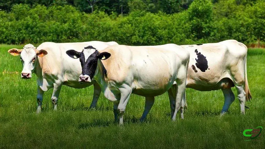 Mastering Prompt Engineering for AI: Techniques, Patterns, and Best Practices