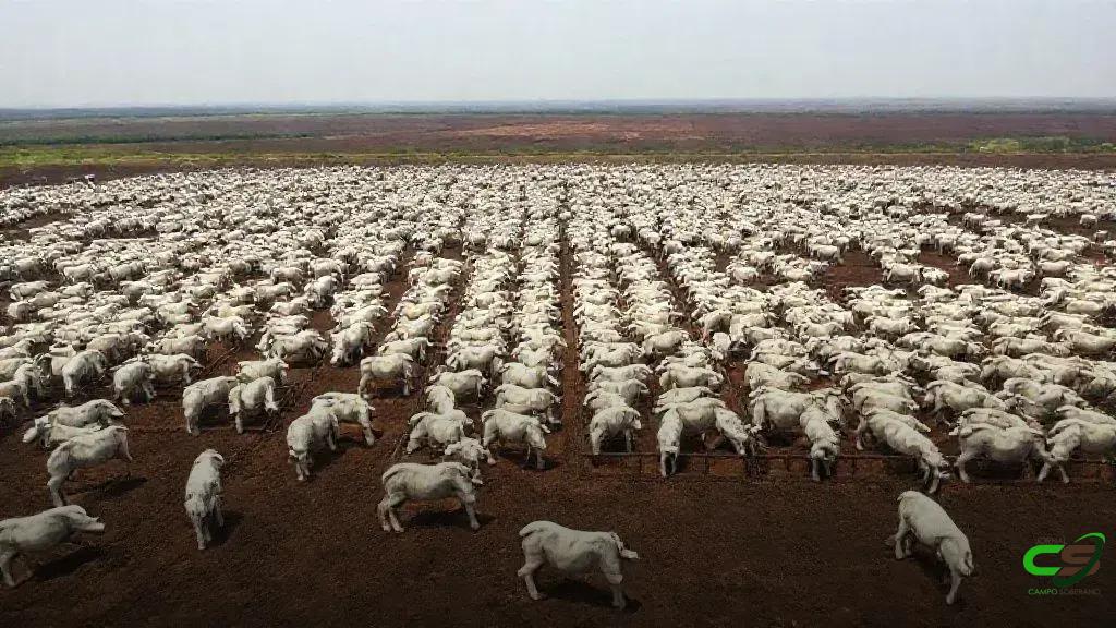 Mato Grosso projeta 928,7 mil bovinos confinados em 2025, aponta Imea