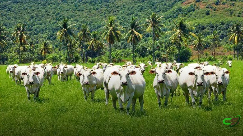 Mercado do boi gordo mantém alta com demanda firme e escalas curtas