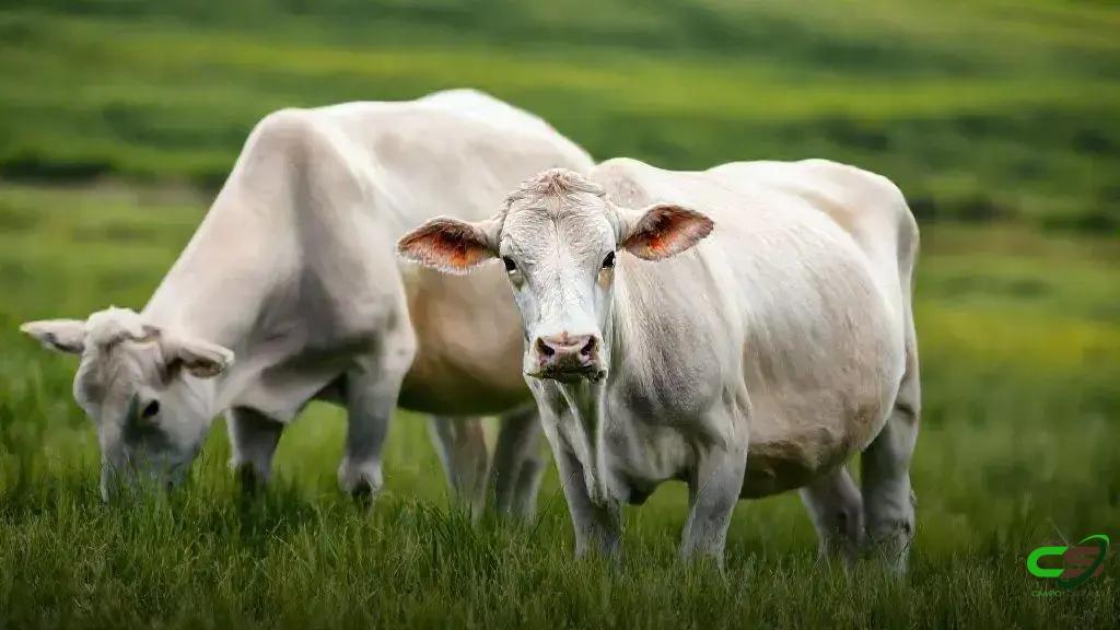 Mercado do boi gordo: permanece firme ou nova queda da arroba? 1 Mercado do boi gordo: permanece firme ou nova queda da arroba?