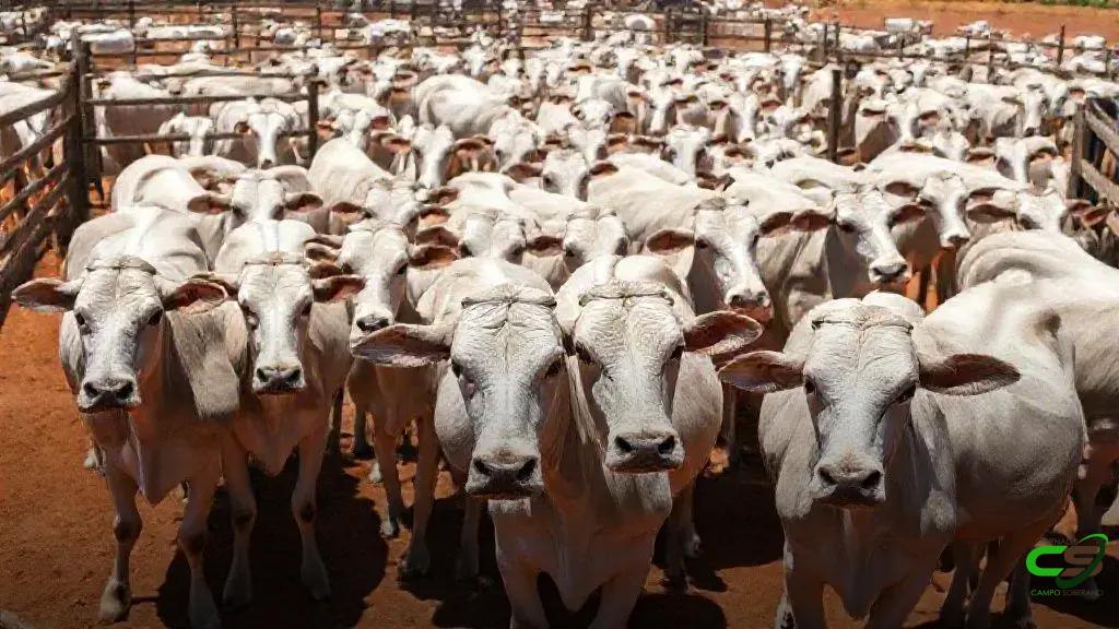 Mercado paulista de reposição: Machos sobem, fêmeas recuam, aponta Scot