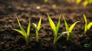 Milho em 2026: por que a primeira metade deve enfrentar cenário negativo