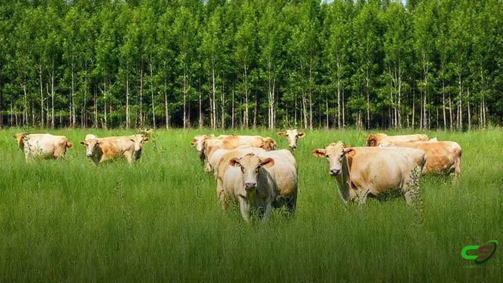 Minerva Talks na COP-30: pecuária sustentável em foco com crédito de carbono