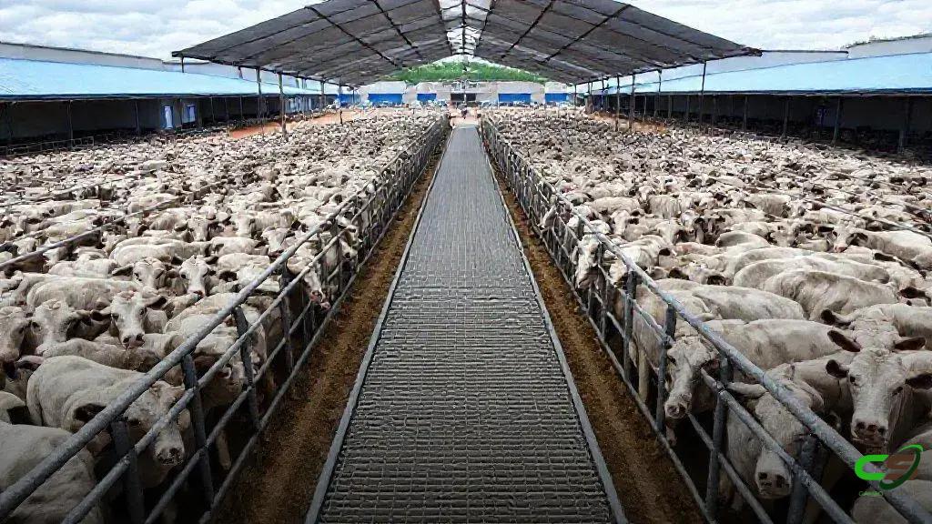 Mozarlândia bate recorde no Circuito Nelore de Qualidade: 6.550 animais avaliados