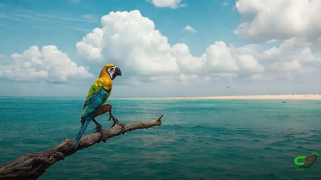 MS aproxima preço da arroba do boi de São Paulo, aponta Datagro