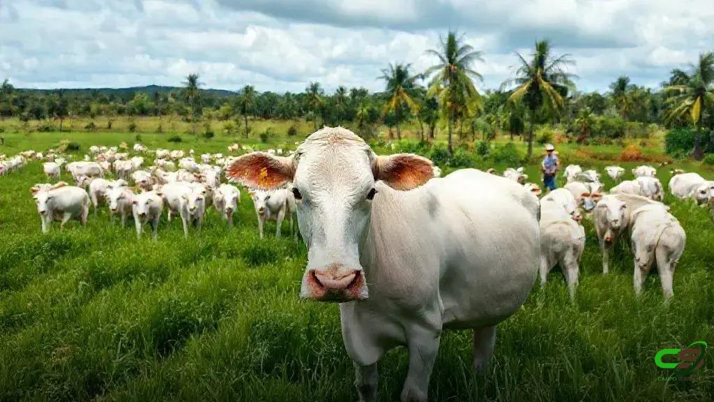 Nelore Cometa promove 31º Leilão Virtual com genética de alto padrão