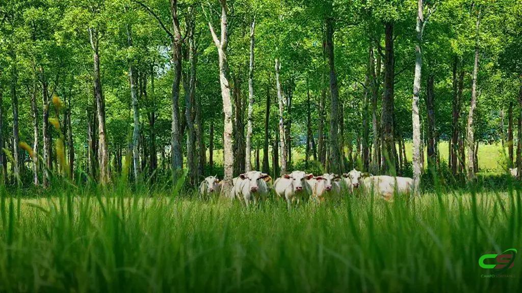 Passaporte Verde redefine MT como referência em pecuária sustentável