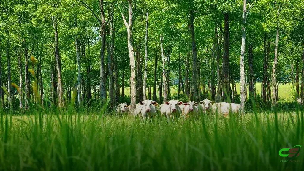 Passaporte Verde redefine MT como referência em pecuária sustentável