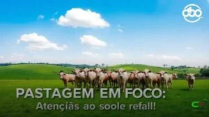 Pastagem: como escolher e preparar novas áreas sem erros