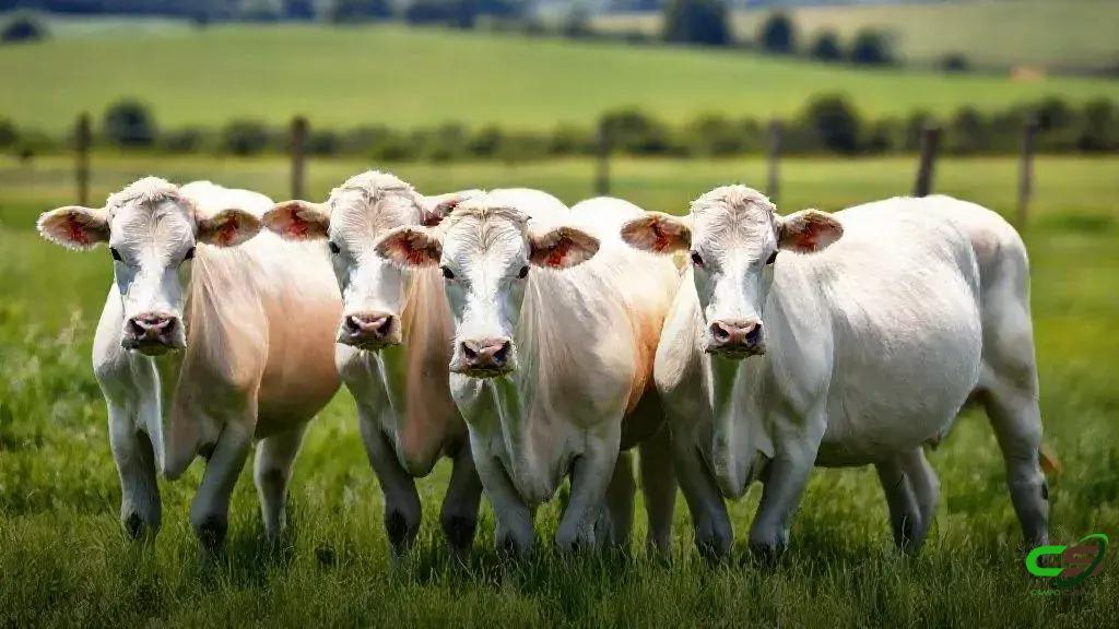 Pecuária defende diálogo em cadeia com compradores externos globais