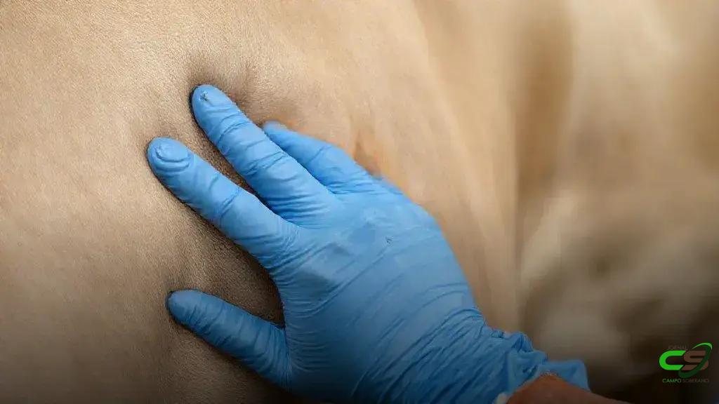 Pecuária: nanotecnologia promete controle mais eficaz de ectoparasitas